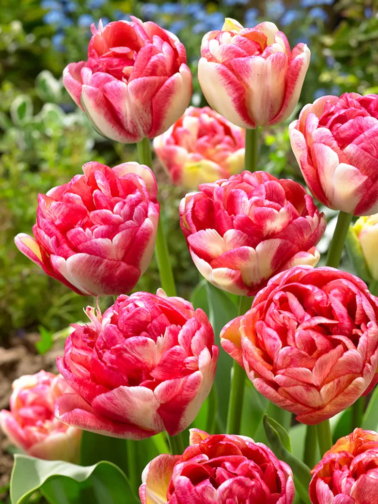 IŠPARDAVIMAS! Tulpės - DOUBLE BLIZZ 3vnt